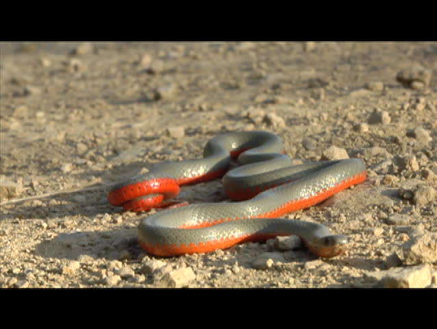 A gray and red snake slithers across the desert.