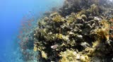 Pristine hard coral reef colony in shallow water and bright orange anthias. Camera travels forward giving a POV feel.