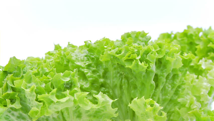 closeup of loose leaf lettuce 
