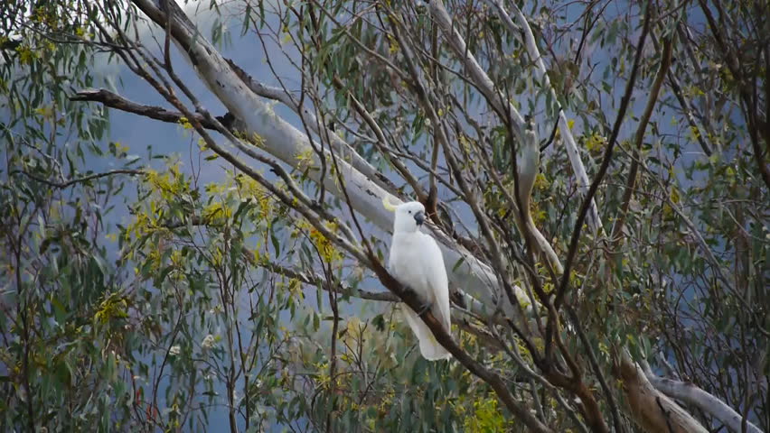 A sulfur crested cockatoo perches and climbs in a tree.