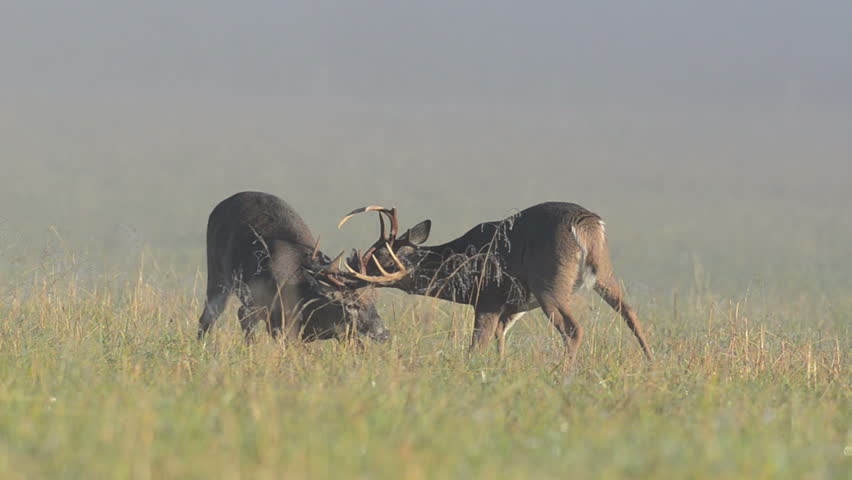 Two whitetail deer bucks sparring and fighting on a foggy morning in Smoky Mountain National Park