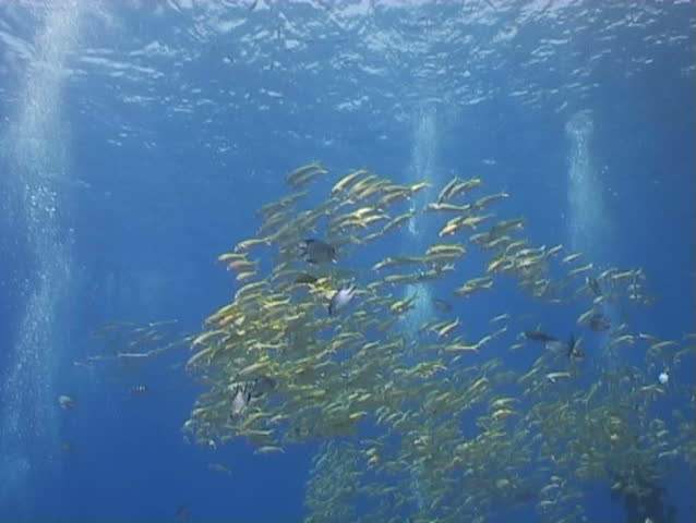 underwater diving video