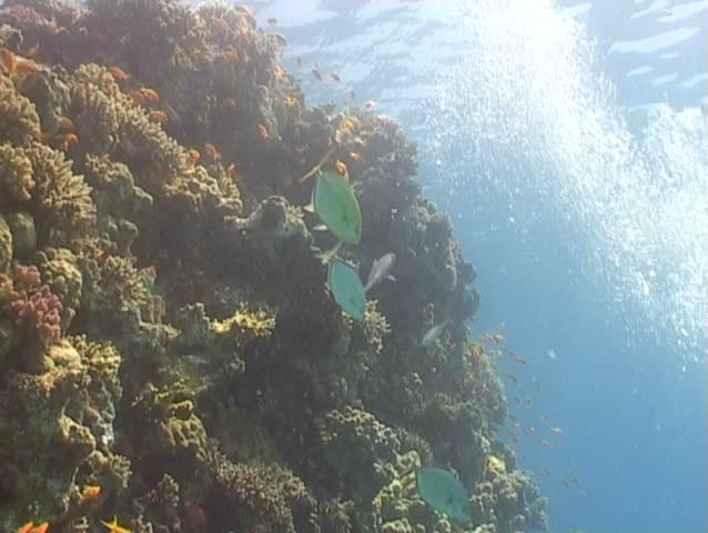 underwater diving video
