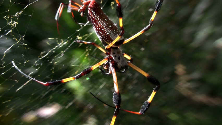 spiders dancing on their webs