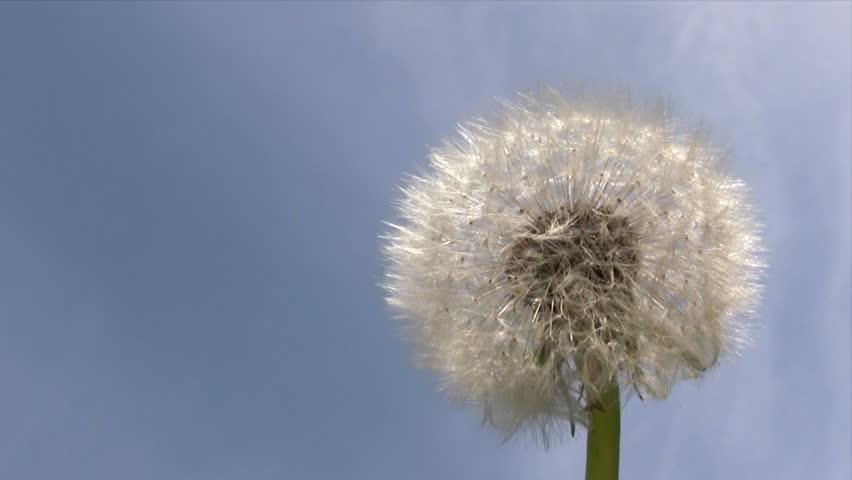 Dandelion in the Wind