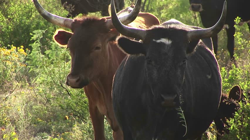 Close-up of two Texas Long Horn steers standing in a field.