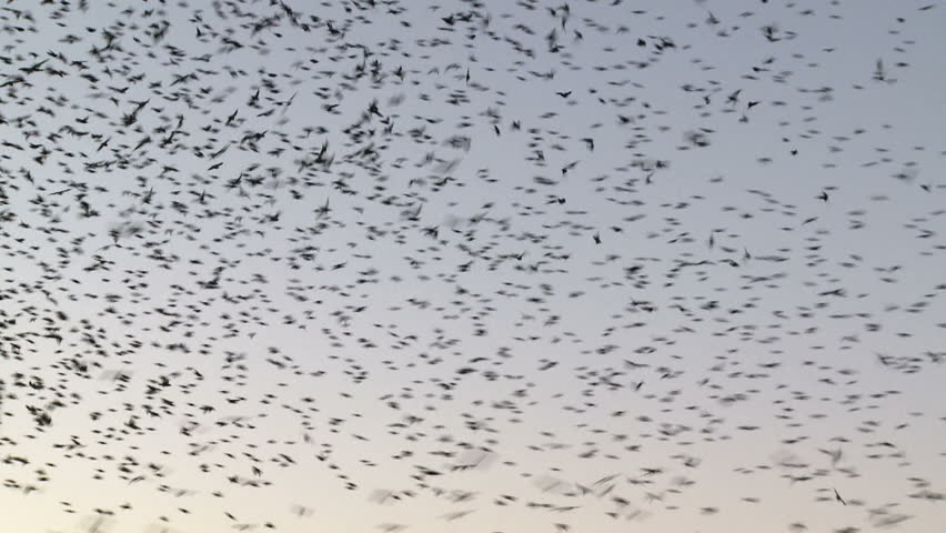Starling murmuration. Starlings gathering in late summer/early autumn in preparation for the annual migration south.
