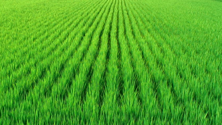 Rice field 
