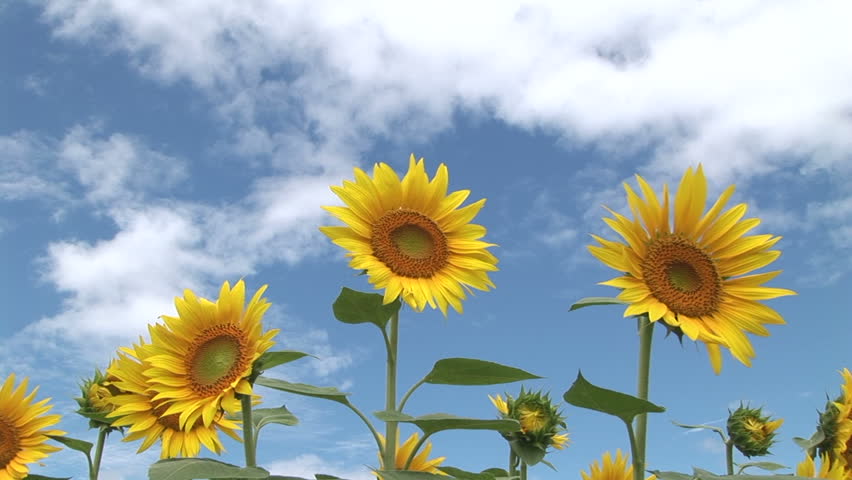 Sunflowers swaying in the breeze