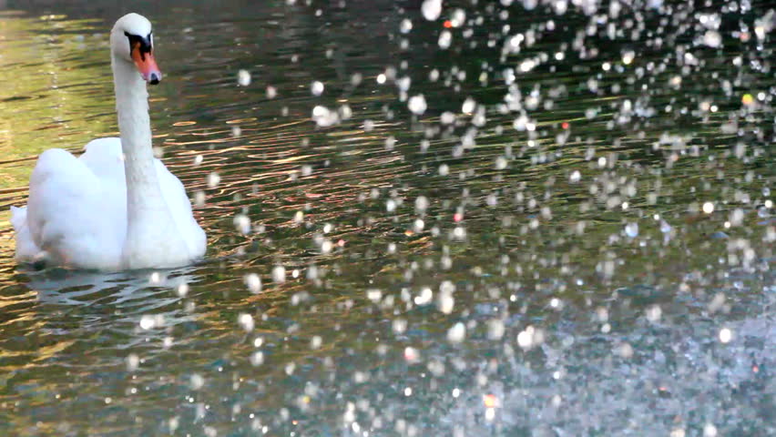 Graceful swan swims near sparkling, falling water droplets creating beautiful scenic. 1080p