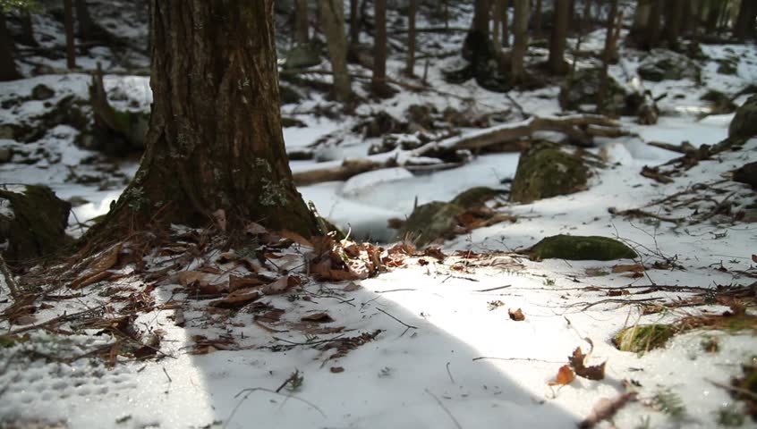 Tree trunk and snowy river bank overlooks stream