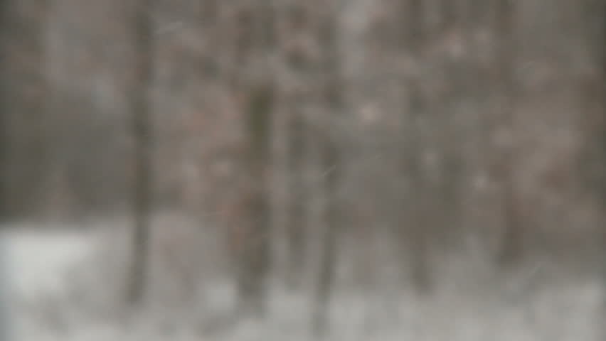 Snowfall accumulates on fall leaves, bare branches and forest floor
