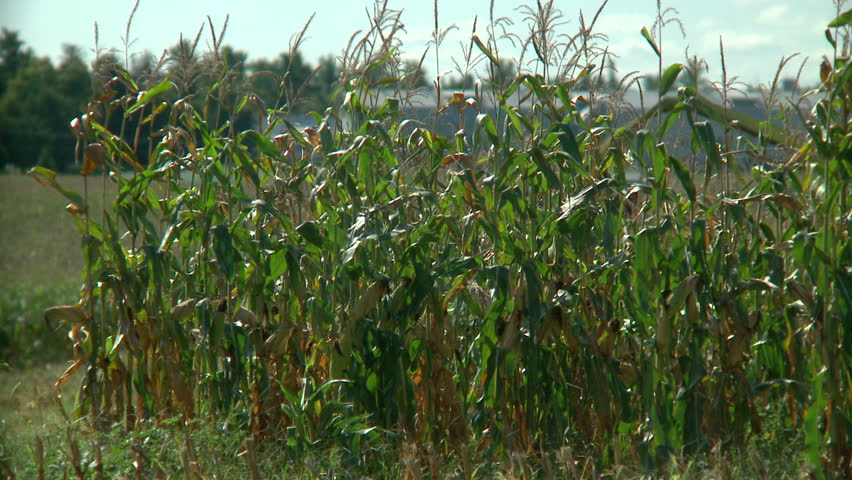 Corn chopper cuts down crops