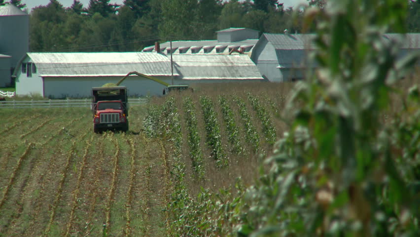 Corn chopper cuts down crops