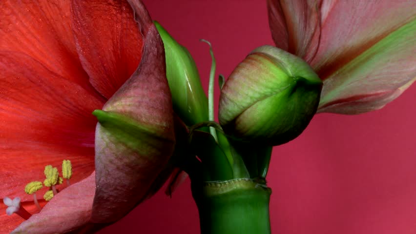 Timelapse of an Red Amaryllis Flower
