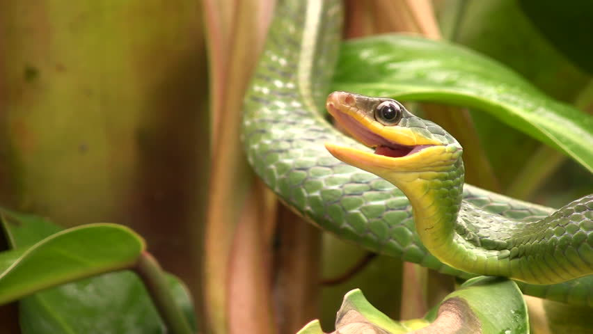 Cloudforest whipsnake (Chironius monticola) in cloudforest in western Ecuador