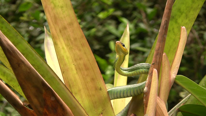 Cloudforest whipsnake (Chironius monticola) in cloudforest in western Ecuador
