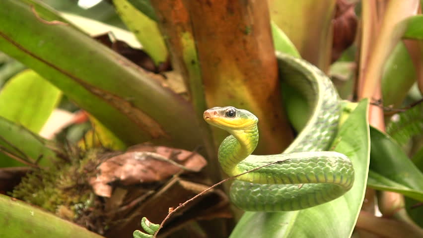 Cloudforest whipsnake (Chironius monticola) in cloudforest in western Ecuador