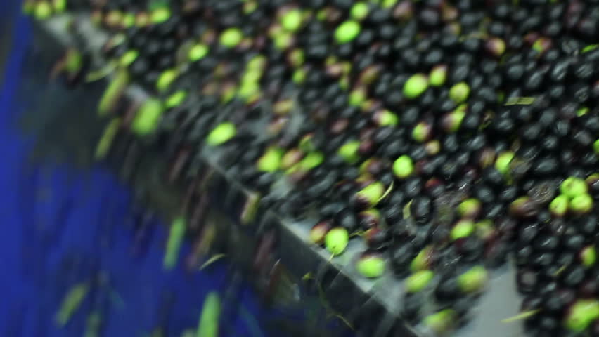 Oil mill - olive oil production - process of washing the olives