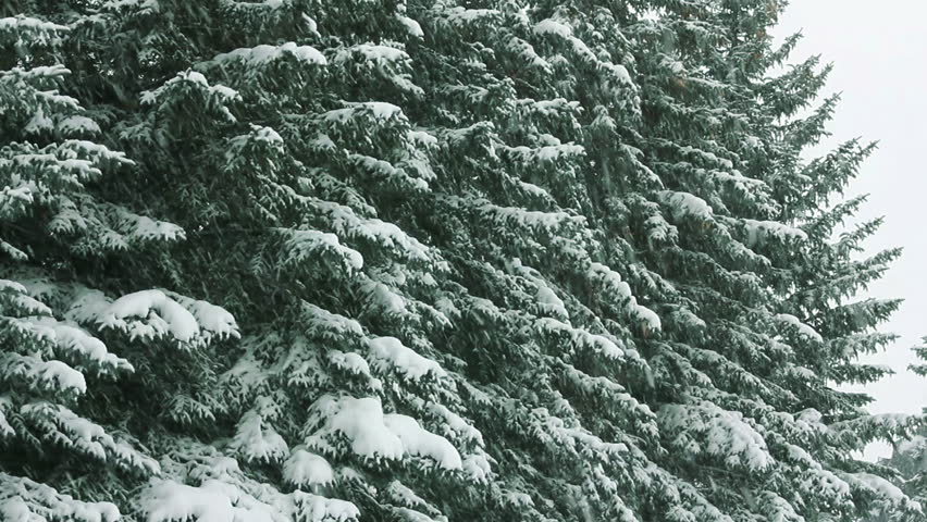 snow-covered fir and snow