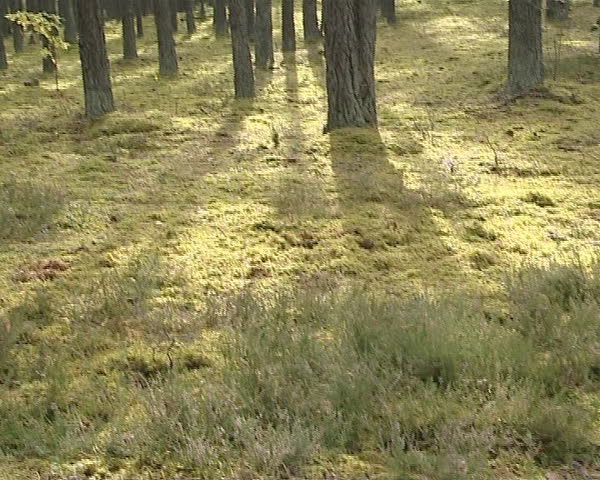 Mossy forest of pine ground and the sun penetrate through trees. 