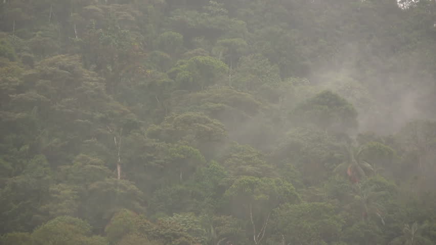 Misty cloudforest in the Ecuadorian Andes