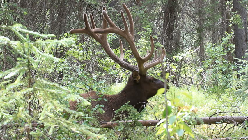 Bull elk sitting in a think forest in Alberta Canada. Large trophy size antlers covered in summer velvet. Wildlife in natural mountain habitat.