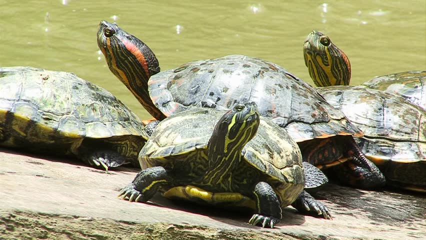 Freshwater Turtles paying attention
