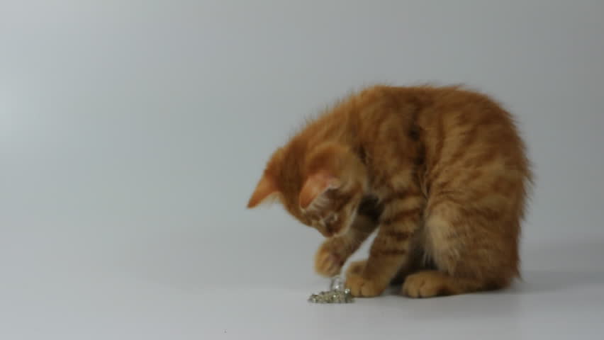kitten playing with a bracelet