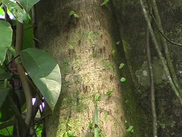 Leaf cutter ant trail climbing a tree trunk