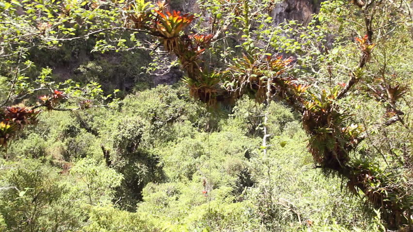 Branch laden with bromeliads in the Ecuadorian Andes