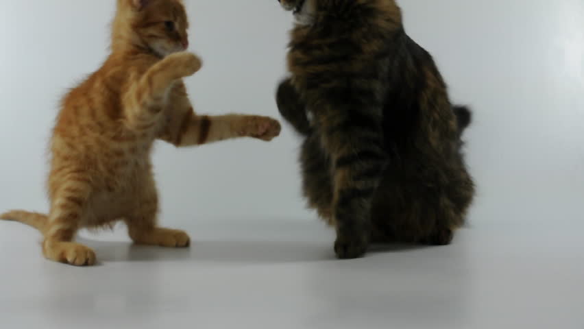 cats playing