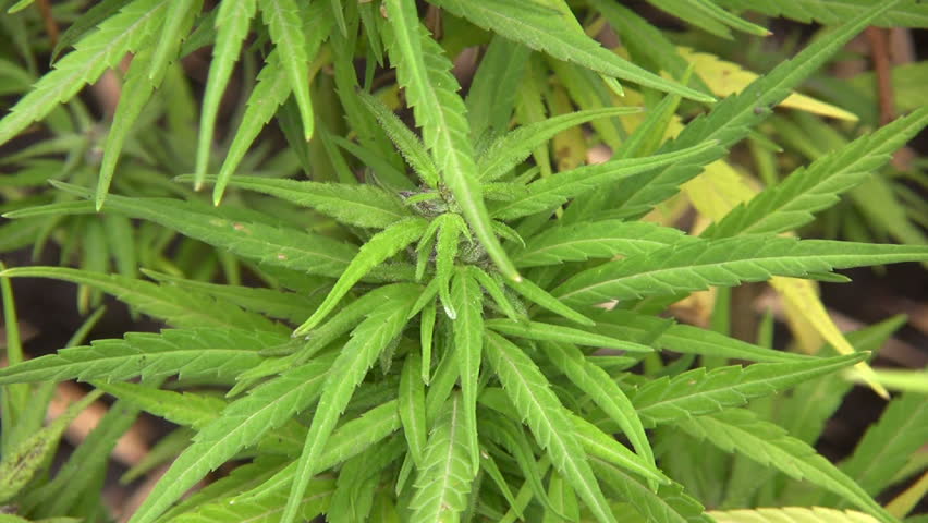 Cannabis plant (Cannabis sativa)