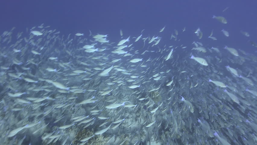 Large school/shoal of Long-nose parrot fish. This species of fish only gathers in these numbers for one to two weeks during the breeding season. Good footage to depict an abundant marine ecosystem.;