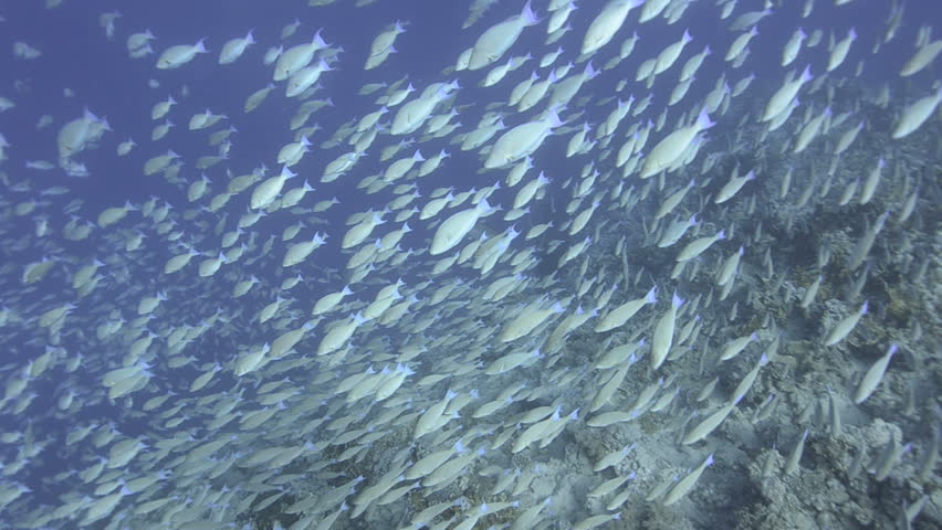 Large school/shoal of Long-nose parrot fish. This species of fish only gathers in these numbers for one to two weeks during the breeding season. Good footage to depict an abundant marine ecosystem.;