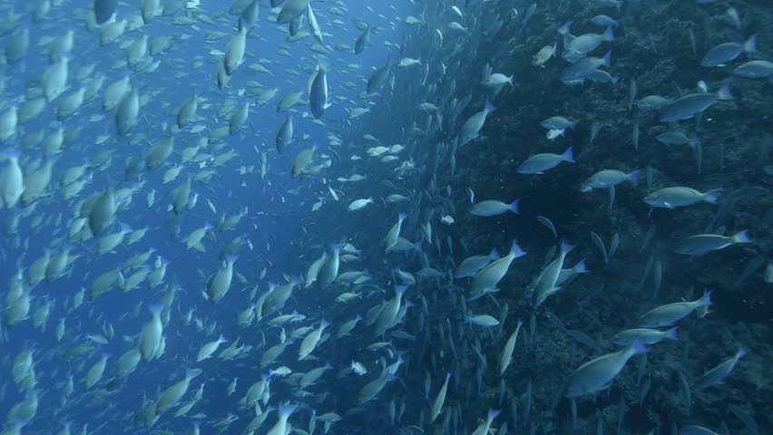 Large school/shoal of Long-nose parrot fish. This species of fish only gathers in these numbers for one to two weeks during the breeding season. Good footage to depict an abundant marine ecosystem.;