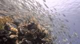 Large school/shoal of Long-nose parrot fish. This species of fish only gathers in these numbers for one to two weeks during the breeding season. Good footage to depict an abundant marine ecosystem.;