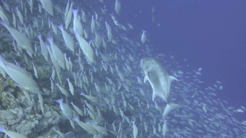 Large school/shoal of Long-nose parrot fish. This species of fish only gathers in these numbers for one to two weeks during the breeding season. Good footage to depict an abundant marine ecosystem.;