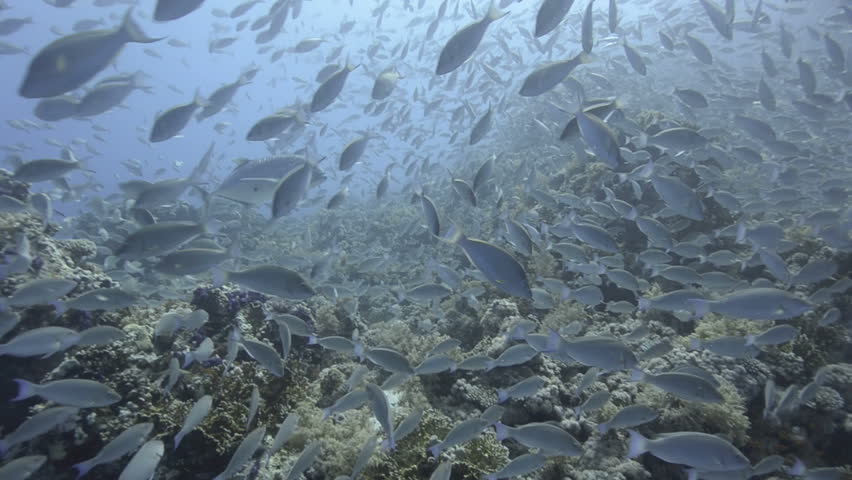 Large school/shoal of Long-nose parrot fish. This species of fish only gathers in these numbers for one to two weeks during the breeding season. Good footage to depict an abundant marine ecosystem.;