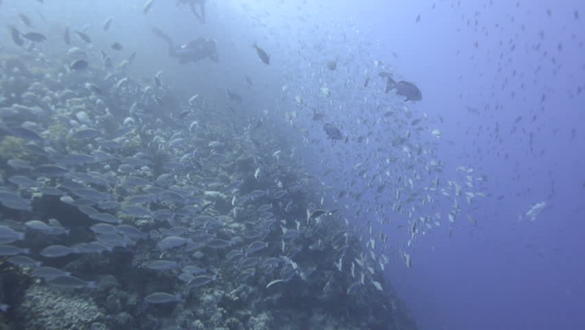 Large school/shoal of Long-nose parrot fish. This species of fish only gathers in these numbers for one to two weeks during the breeding season. Good footage to depict an abundant marine ecosystem.;