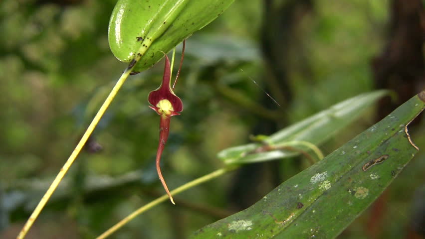 Minature Orchid (Pleurothallis ruberremia)