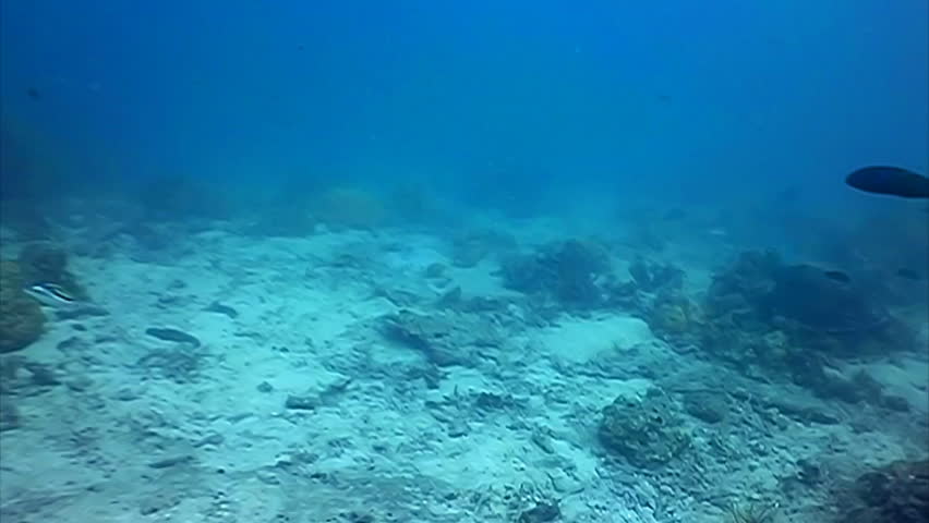 Hawksbill Sea turtle swimming among the corals