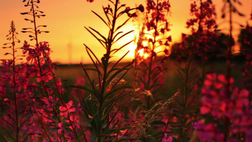 Shot of sunset through some flowers in Copenhagen, Denmark