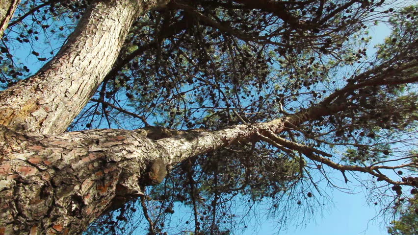 Shooting from the base of a tree focused up into the branches, the move is from the right to the left along the trunk of the tree with the blue sky of Israel seen through the branches.   02/19/2011
