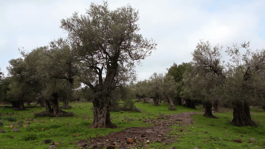Wide slider dolly shot left to right of an olive grove in the Golan Heights in Israel.  There is a pathway winding through the orchard.