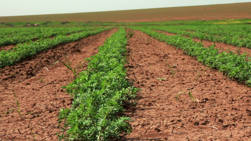 Low angled dolly left to right across rows of green vegetation in a field of bean plants that was once just desert in Israel. There is a plowed field in the background.