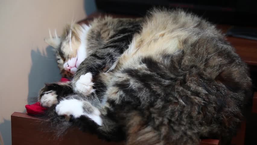 Cute Norwegian cat caressed during sleep.
