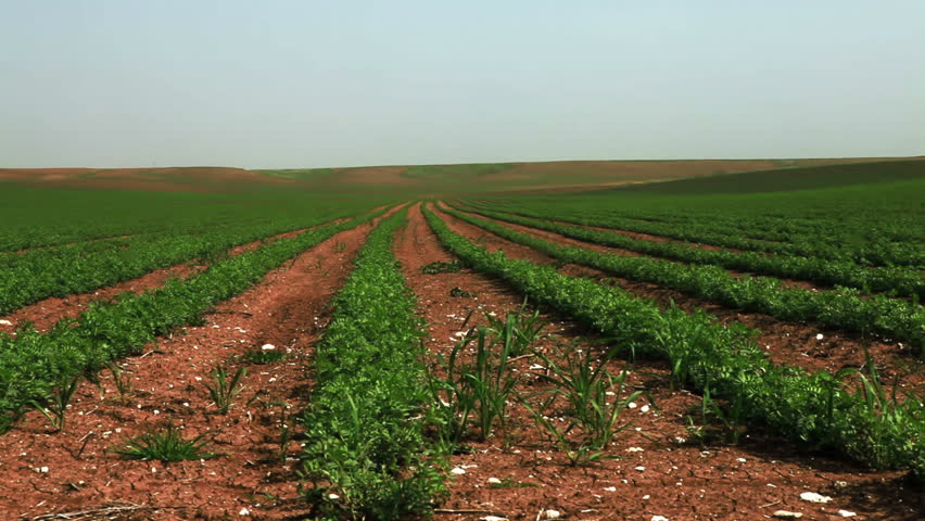 Dolly shot from left to right across a green cultivated field of bean plants, planted in rows, in the  dry, cracked soil of Israel.