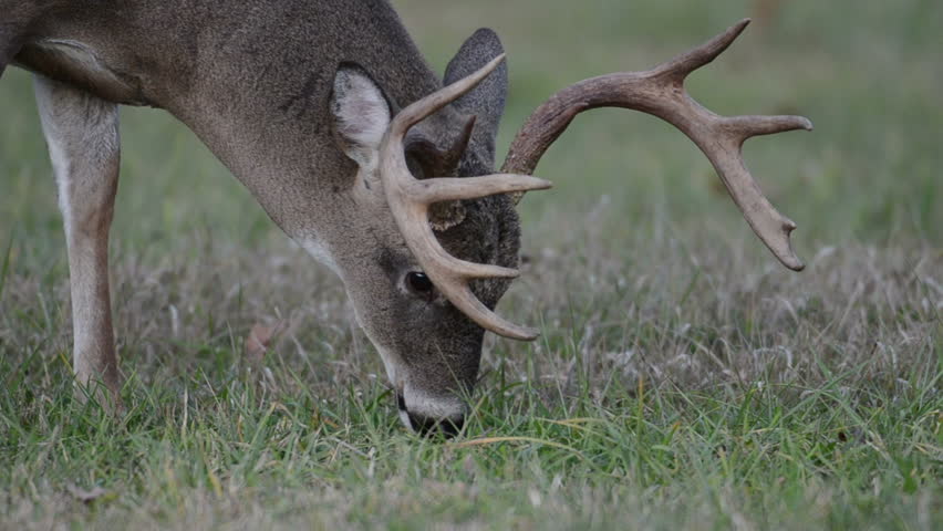A whitetailed deer buck grazes in an open meadow in Smoky Mountain National Park