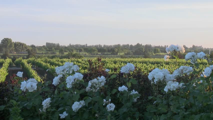 Pan across a vineyard in Talca, Chile.